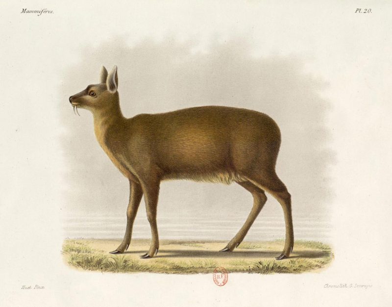 Painting on of a deer looking to the right